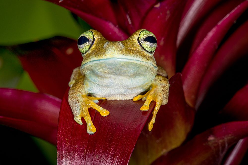 Emerald-eyed tree frog resting on bromeliad.